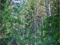 13.	Hajnówkę i Białowieżę oplata sieć atrakcyjnych szlaków Nordic Walking tworzących Nordic Walking Park "Kraina Puszczy  i Żubra"