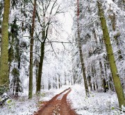 Zimowa Puszcza Białowieska - droga biegnąca do lasu